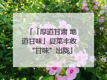 「厚道甘肃 地道甘味」夏菜丰收 “甘味”出陇