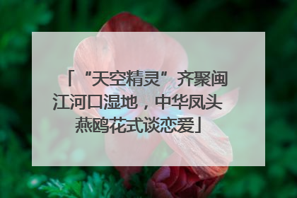 “天空精灵”齐聚闽江河口湿地，中华凤头燕鸥花式谈恋爱