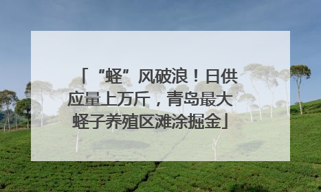 “蛏”风破浪！日供应量上万斤，青岛最大蛏子养殖区滩涂掘金