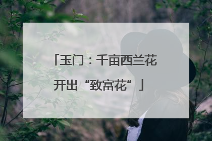 玉门：千亩西兰花开出“致富花”