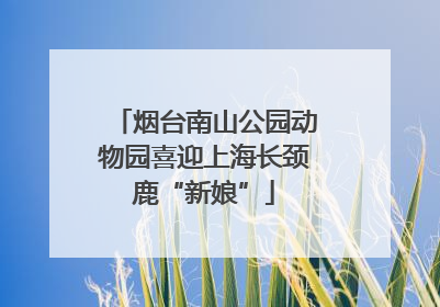 烟台南山公园动物园喜迎上海长颈鹿“新娘”