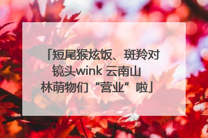 短尾猴炫饭、斑羚对镜头wink 云南山林萌物们“营业”啦