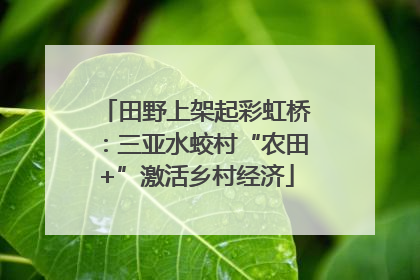 田野上架起彩虹桥：三亚水蛟村“农田+”激活乡村经济