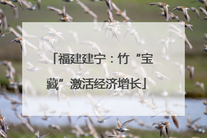 福建建宁：竹“宝藏”激活经济增长