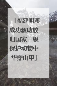 福建明溪成功救助放归国家一级保护动物中华穿山甲