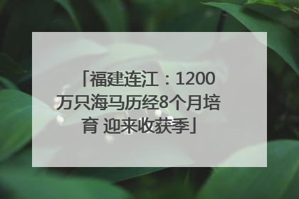 福建连江：1200万只海马历经8个月培育 迎来收获季