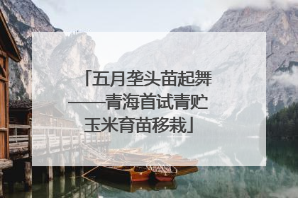 五月垄头苗起舞——青海首试青贮玉米育苗移栽