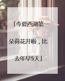 今夏西湖第一朵荷花开啦，比去年早5天