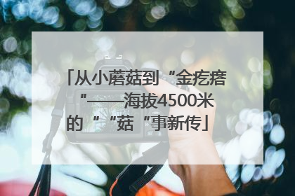 从小蘑菇到“金疙瘩“——海拔4500米的““菇“事新传