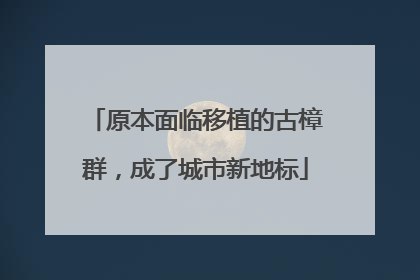 原本面临移植的古樟群，成了城市新地标