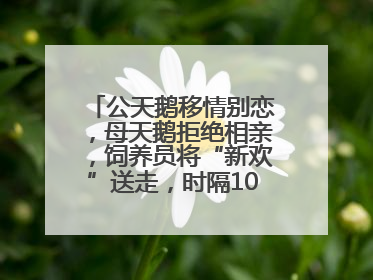 公天鹅移情别恋，母天鹅拒绝相亲，饲养员将“新欢”送走，时隔10天原配重逢