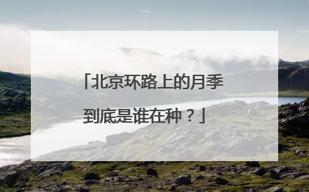 北京环路上的月季到底是谁在种？