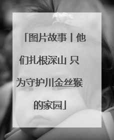 图片故事丨他们扎根深山 只为守护川金丝猴的家园