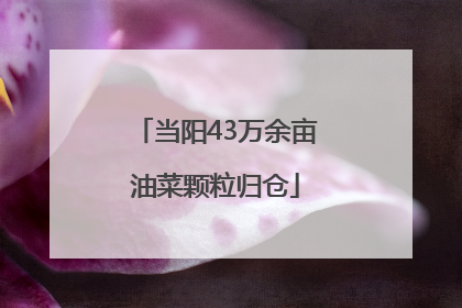 当阳43万余亩油菜颗粒归仓