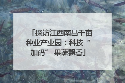 探访江西南昌千亩种业产业园：科技“加码” 果蔬飘香