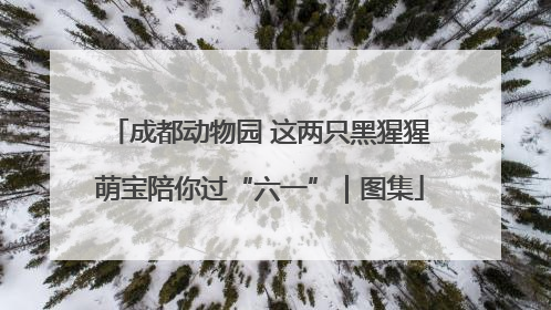 成都动物园 这两只黑猩猩萌宝陪你过“六一”｜图集
