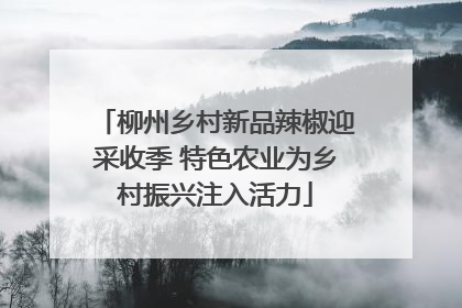 柳州乡村新品辣椒迎采收季 特色农业为乡村振兴注入活力