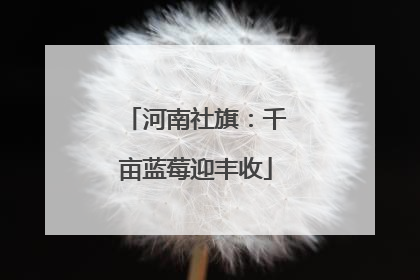 河南社旗：千亩蓝莓迎丰收