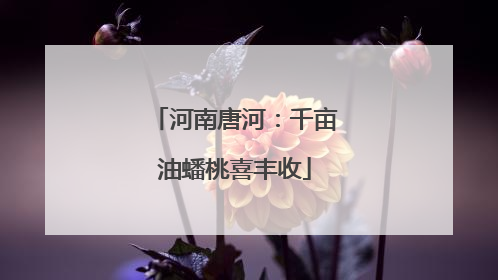 河南唐河：千亩油蟠桃喜丰收