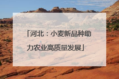 河北：小麦新品种助力农业高质量发展