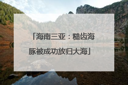 海南三亚：糙齿海豚被成功放归大海