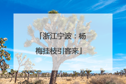浙江宁波：杨梅挂枝引客来
