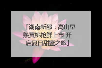 湖南新邵：高山早熟黄桃抢鲜上市 开启夏日甜蜜之旅