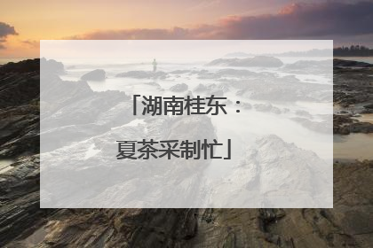 湖南桂东：夏茶采制忙