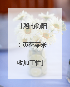 湖南衡阳：黄花菜采收加工忙