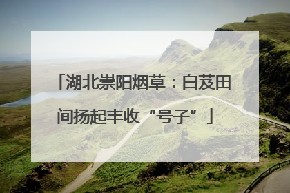 湖北崇阳烟草：白芨田间扬起丰收“号子”