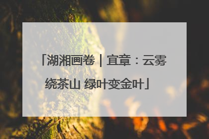 湖湘画卷｜宜章：云雾绕茶山 绿叶变金叶