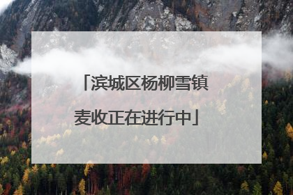 滨城区杨柳雪镇麦收正在进行中