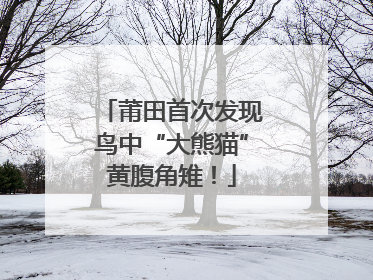 莆田首次发现鸟中“大熊猫”黄腹角雉！