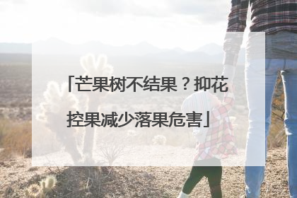 芒果树不结果？抑花控果减少落果危害