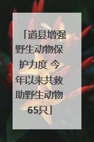 道县增强野生动物保护力度 今年以来共救助野生动物65只