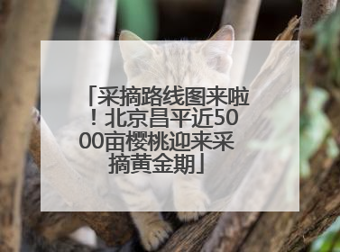 采摘路线图来啦！北京昌平近5000亩樱桃迎来采摘黄金期