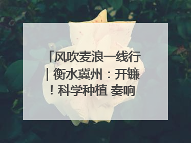 风吹麦浪一线行｜衡水冀州：开镰！科学种植 奏响丰收序曲