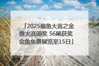 2025福鱼大赛之金鱼大赛颁奖 56尾获奖金鱼免费展览至15日