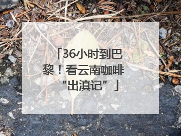 36小时到巴黎！看云南咖啡“出滇记”
